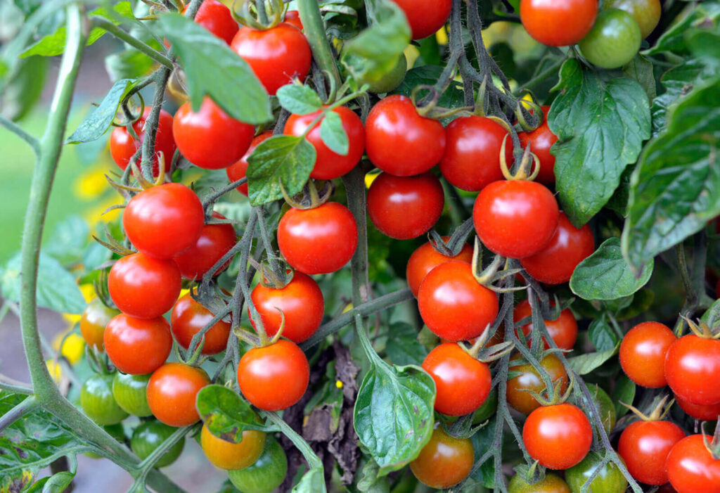 cherry Tomatoes