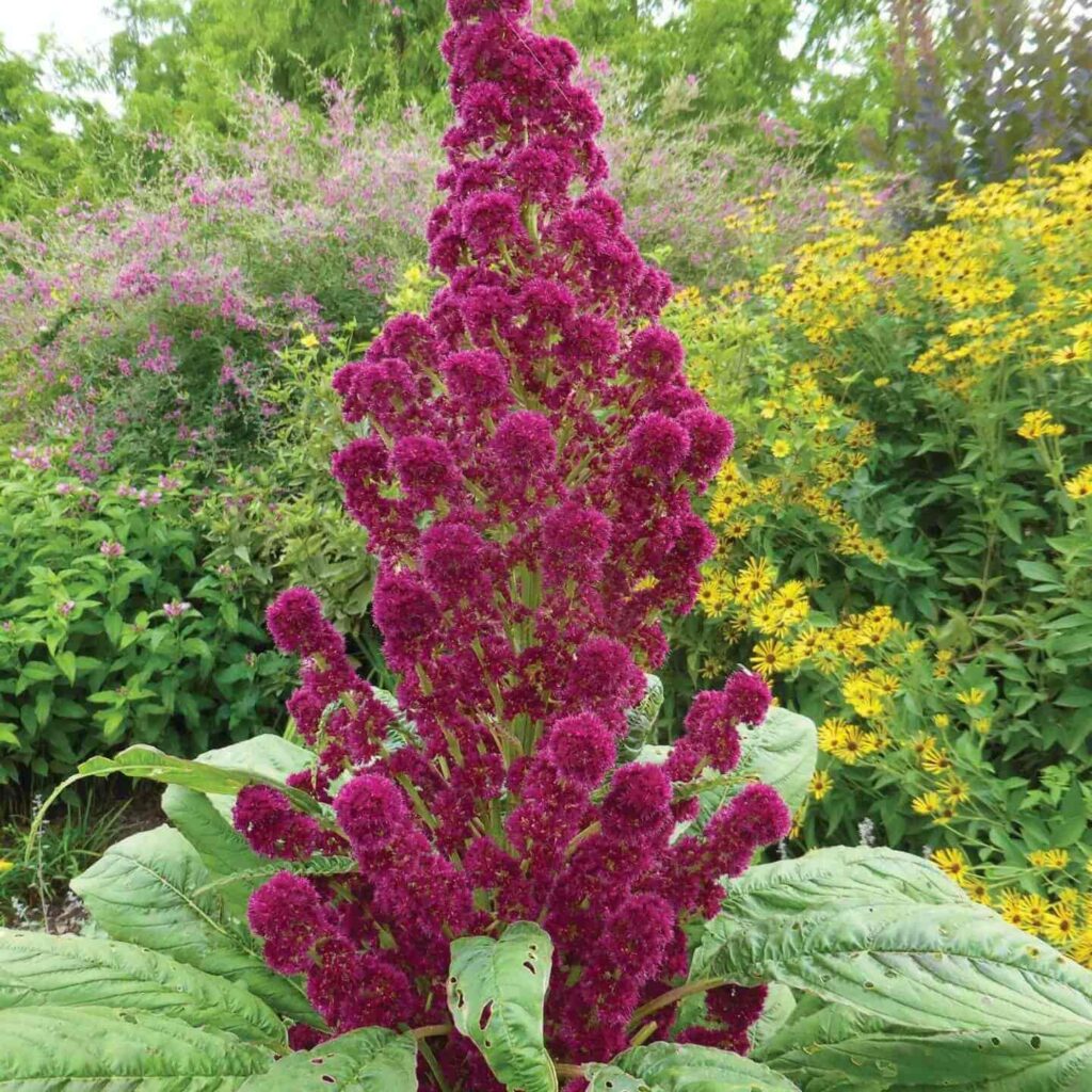 Amaranth