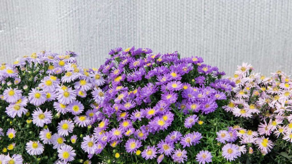 Asters