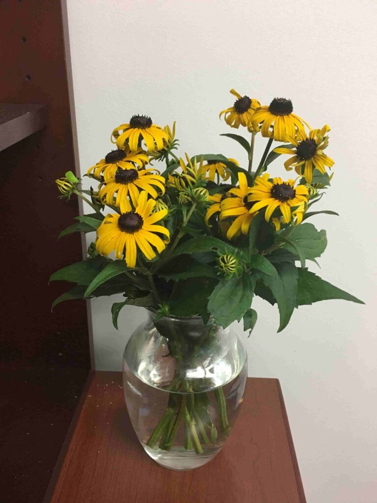 Black-Eyed Susan