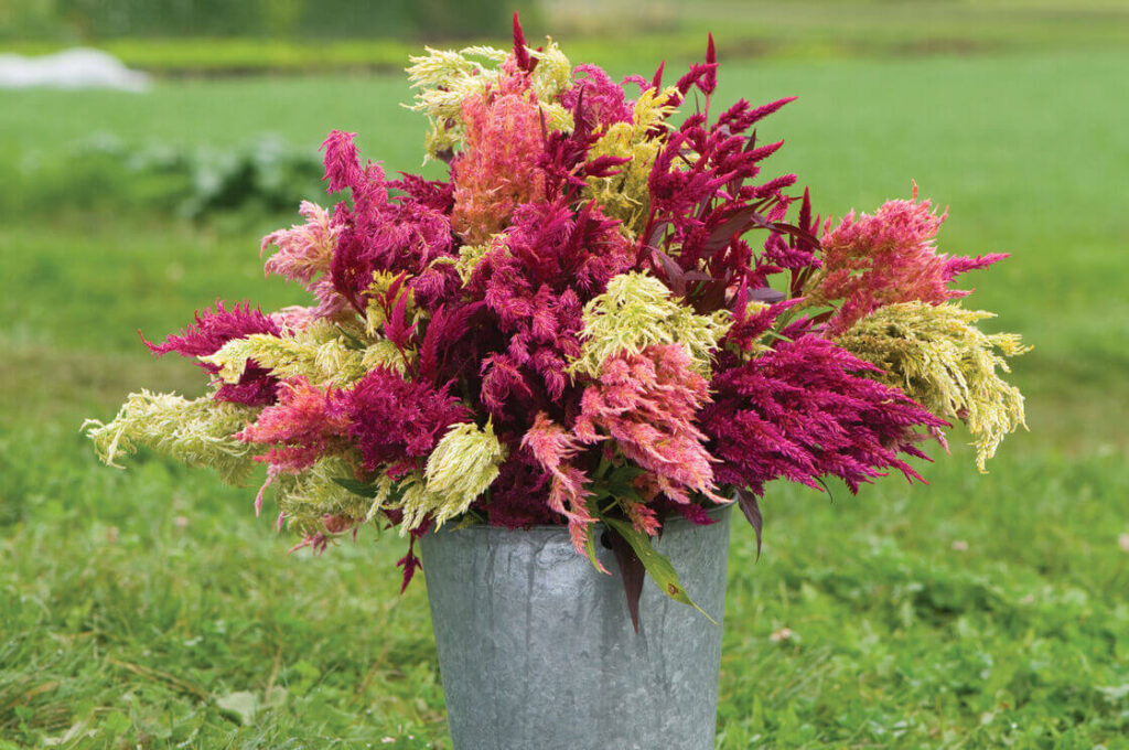 Celosia 