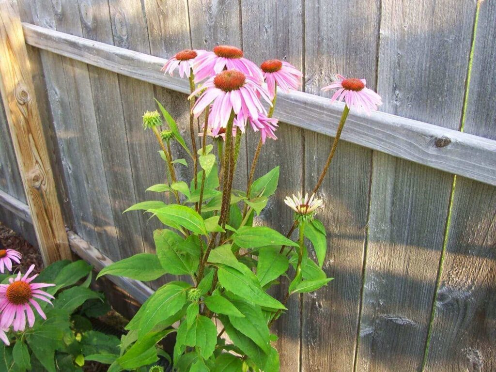 Coneflower