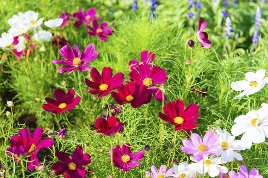 Cosmos Flower