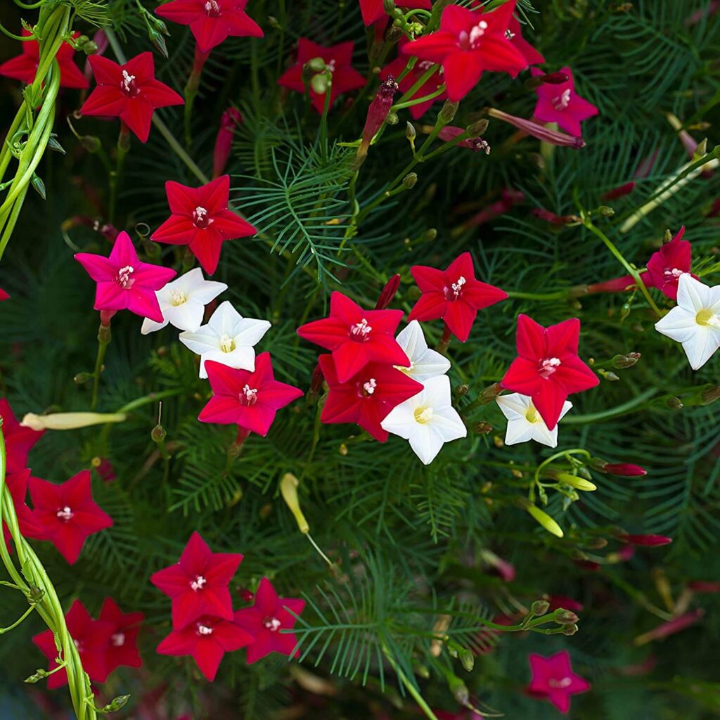 Cypress Vine 