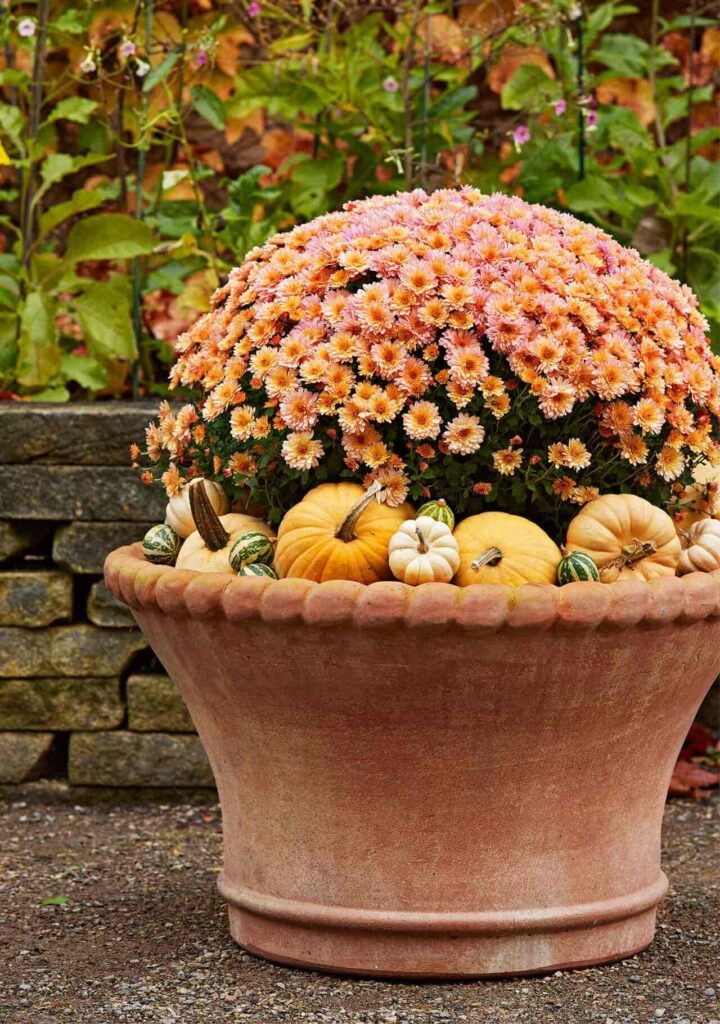 How to Grow Fall Container Plants in Your Garden