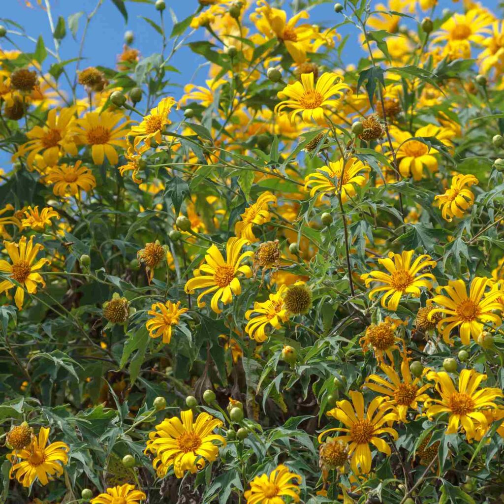 Mexican Sunflower