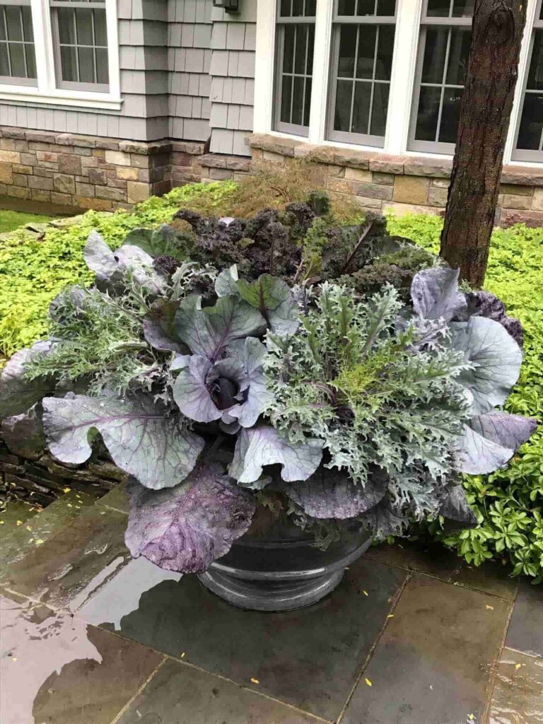 Ornamental Cabbage and Kale