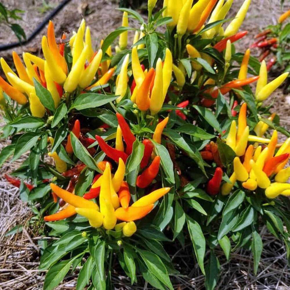 Ornamental Pepper