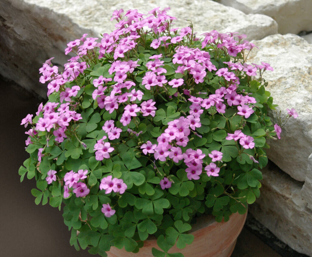 Oxalis or Shamrock