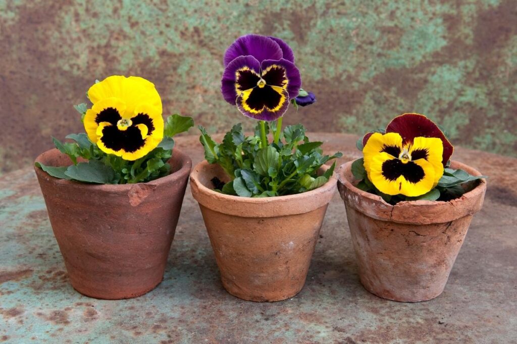 Pansies