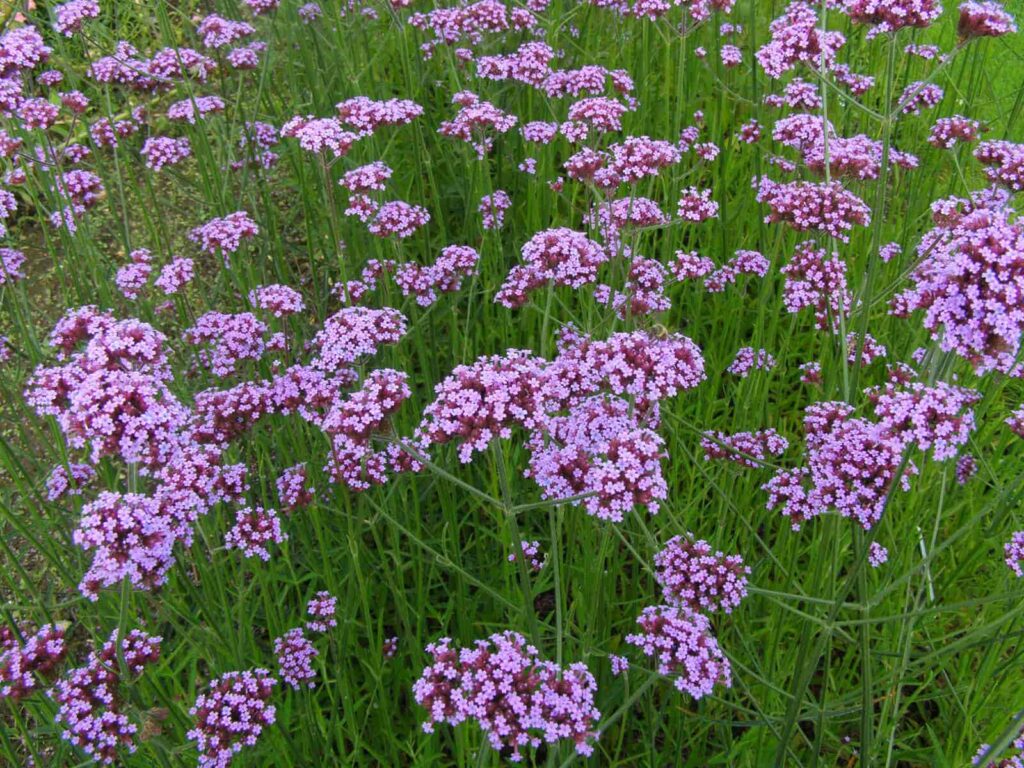 Verbena Plant