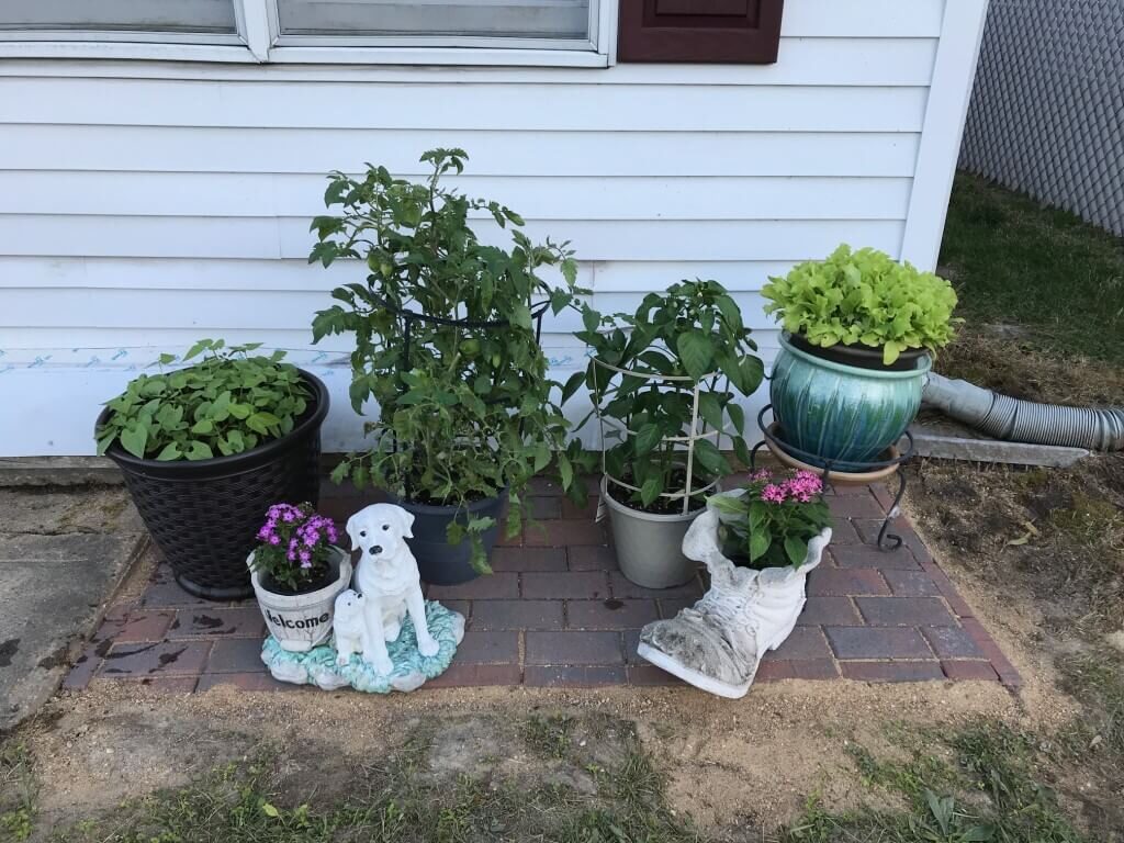 vegetable in garden