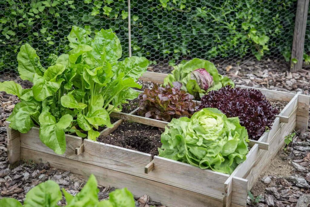 vegetable in garden