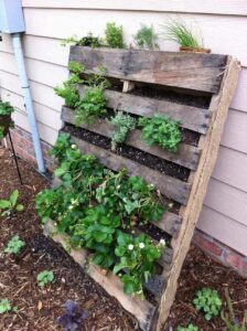 How to Grow Vegetable in Your Small Garden