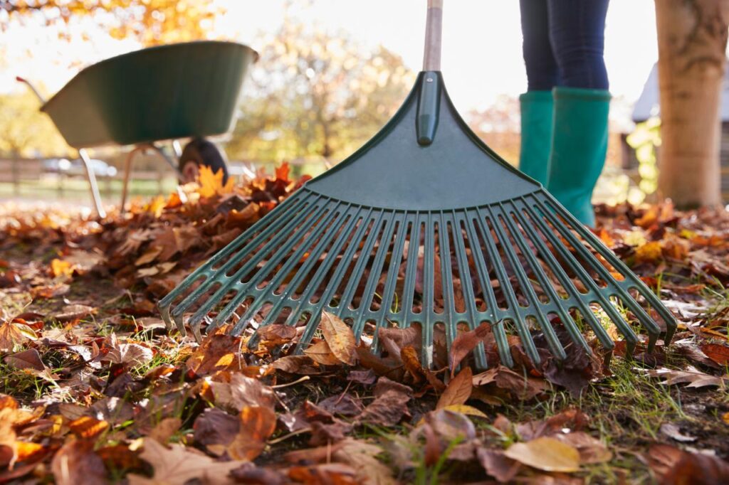 Fall Lawn Prep