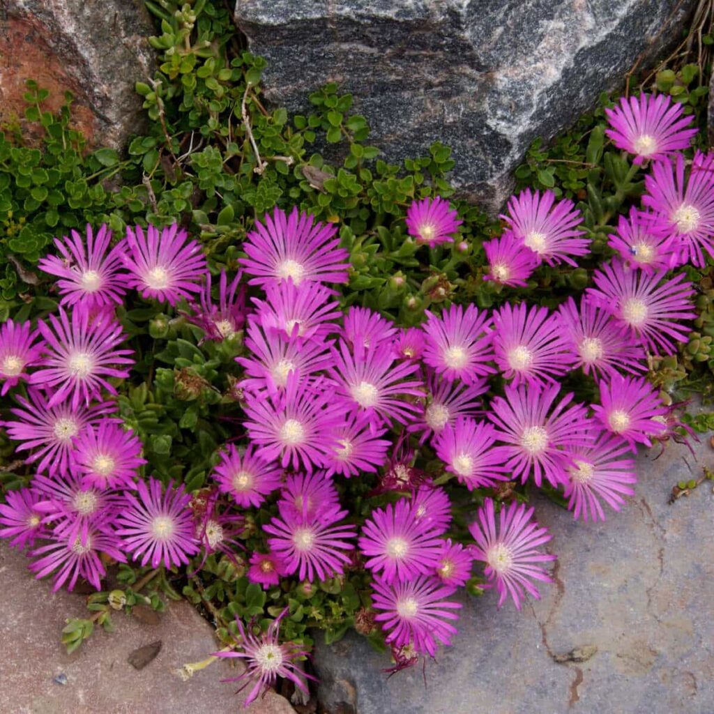 Ice Plant