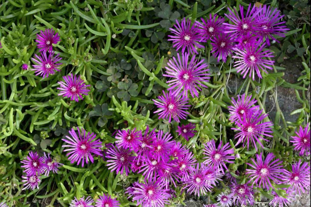 Ice Plant