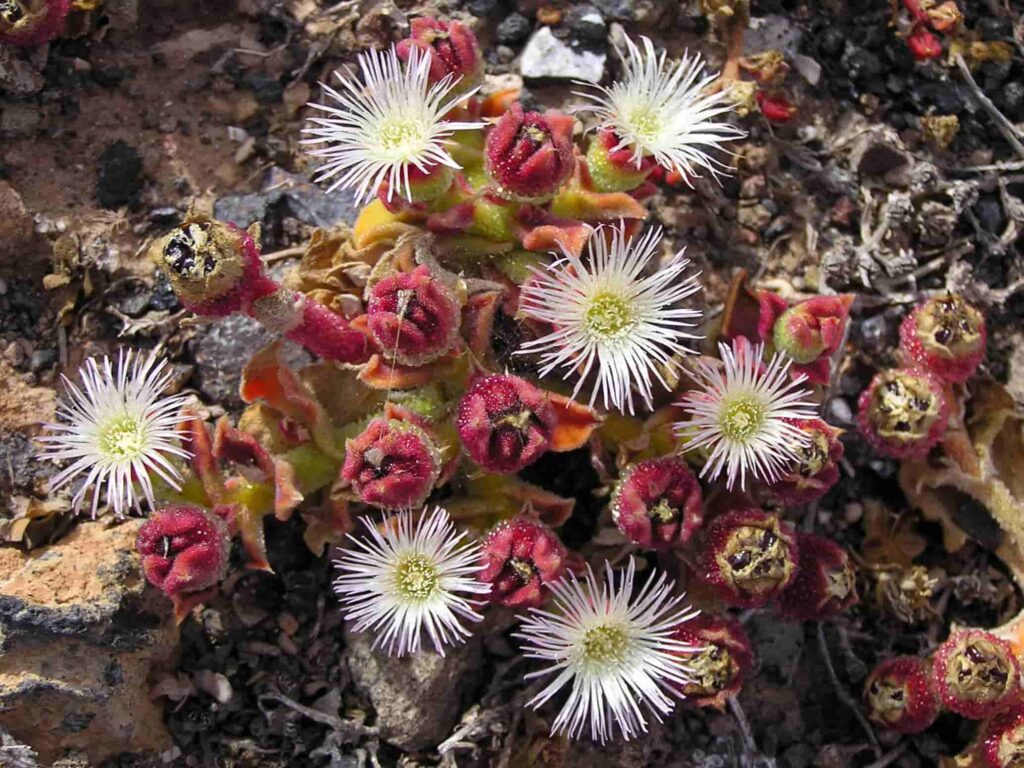 Ice Plant