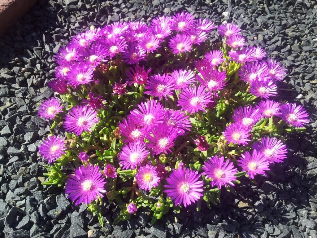 Ice Plant