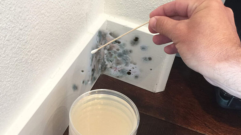 Mold in Your Home