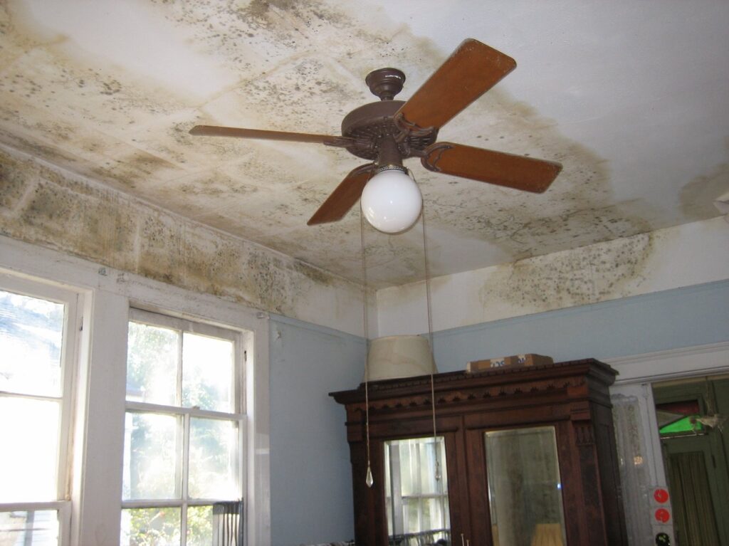 Mold in Your Home