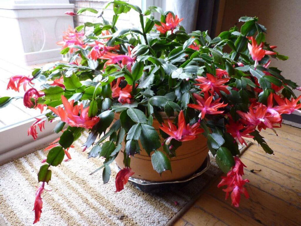 Christmas-cactus-3