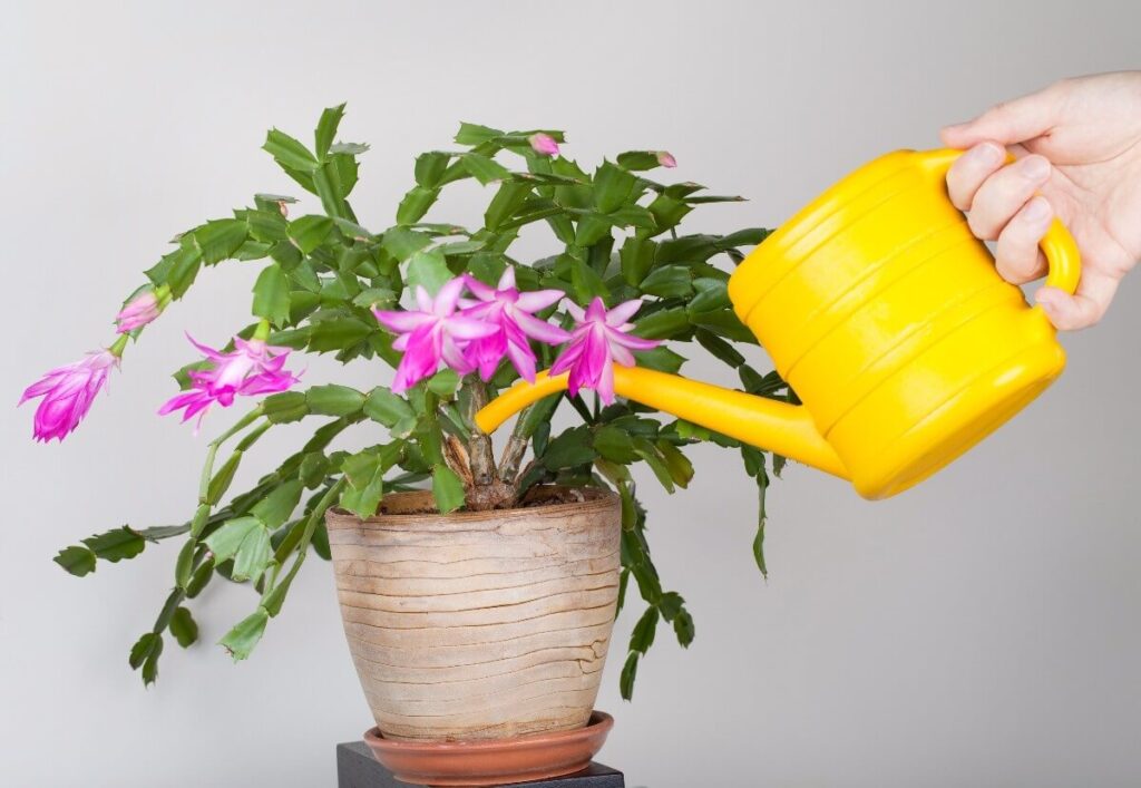 Christmas-cactus-4-watering