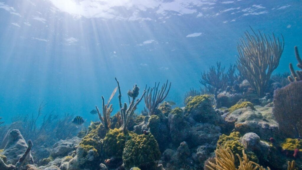 Miami Underwater Park 6