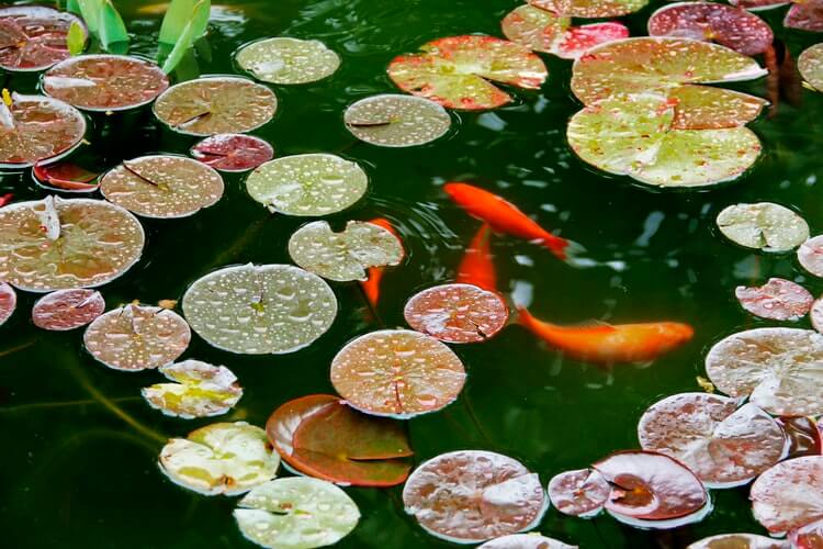 fish pond