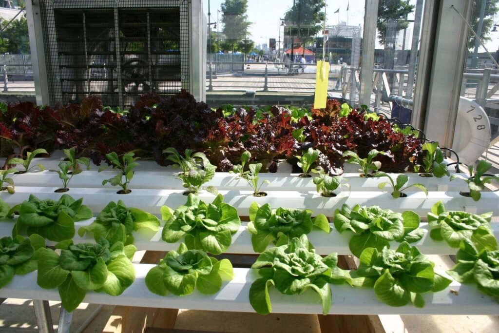 Hydroponic Gardening