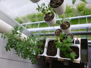 Useful Ideas for the Hydroponic Gardening for Your Garden