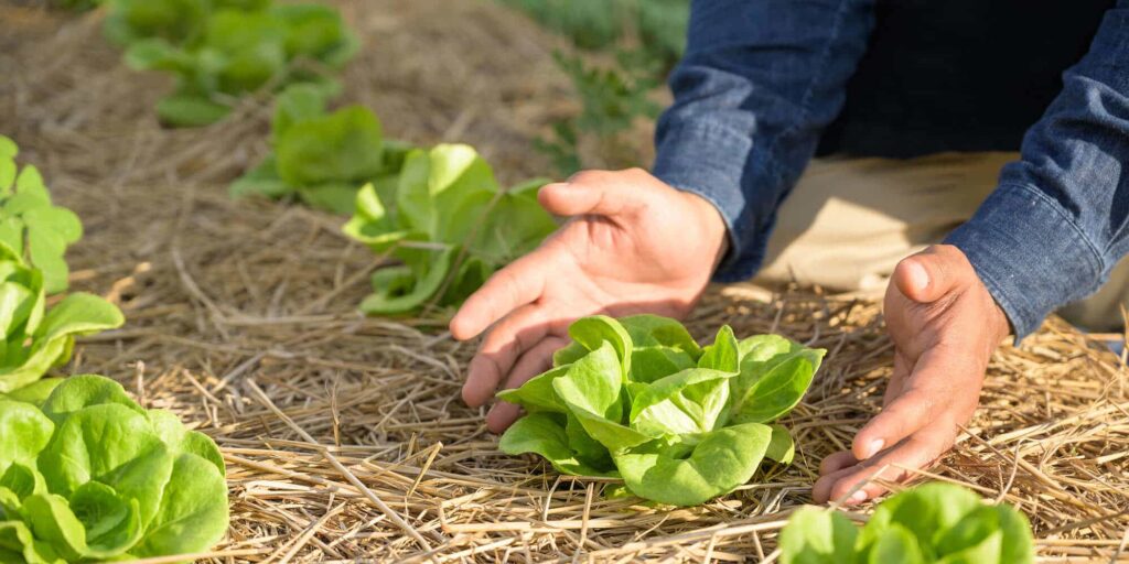 Hydroponic Gardening