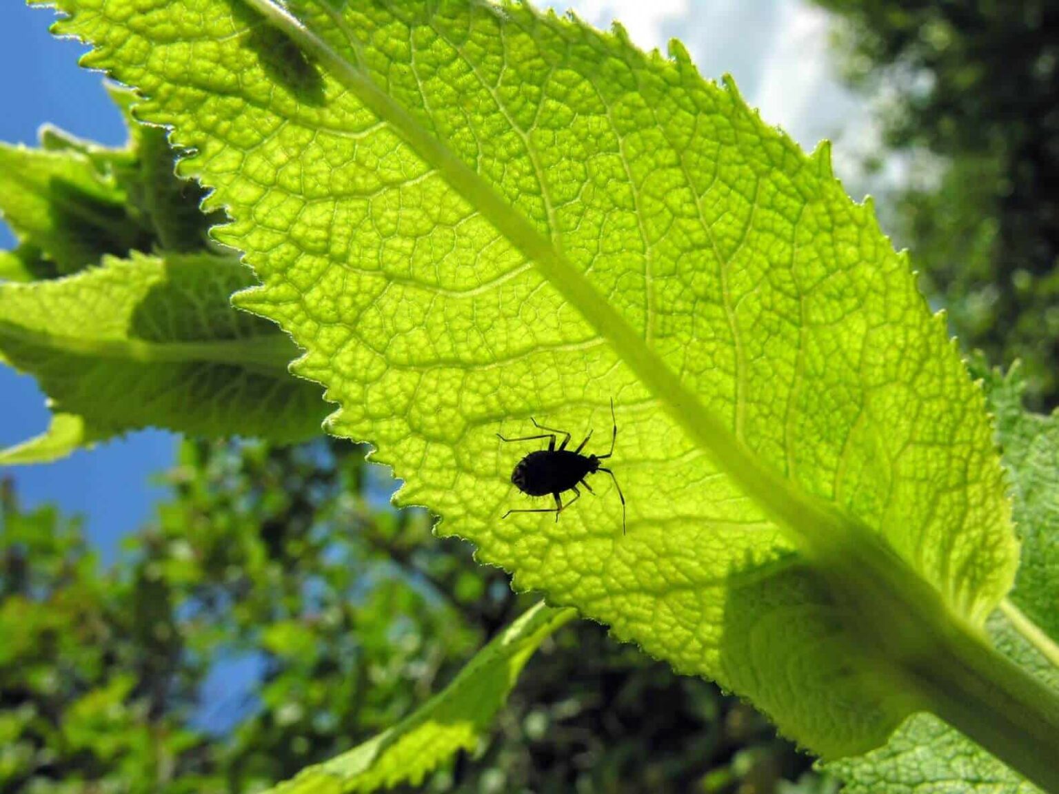 From Beetles to Borers: 3 Types of Insects That Harm to Your Trees