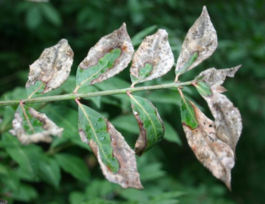 garden insects