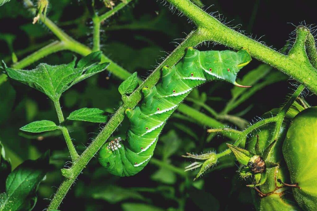 garden insects