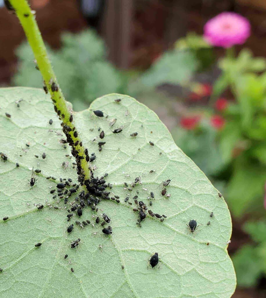 garden insects