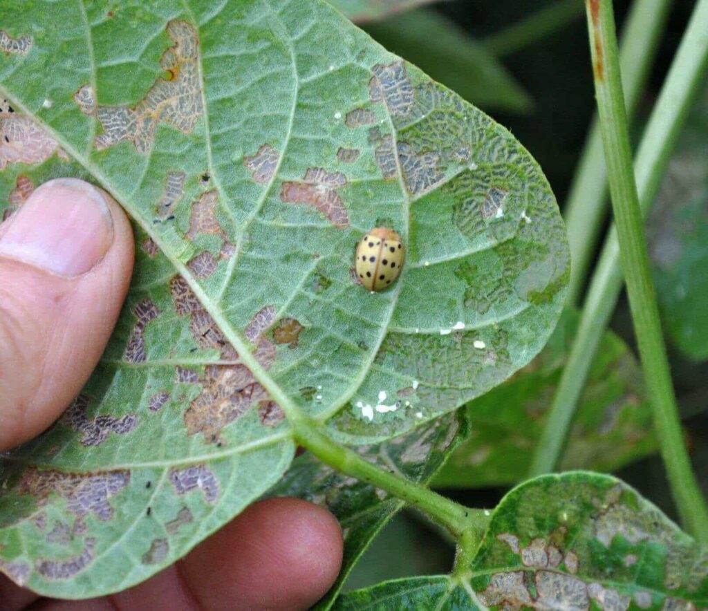 garden insects