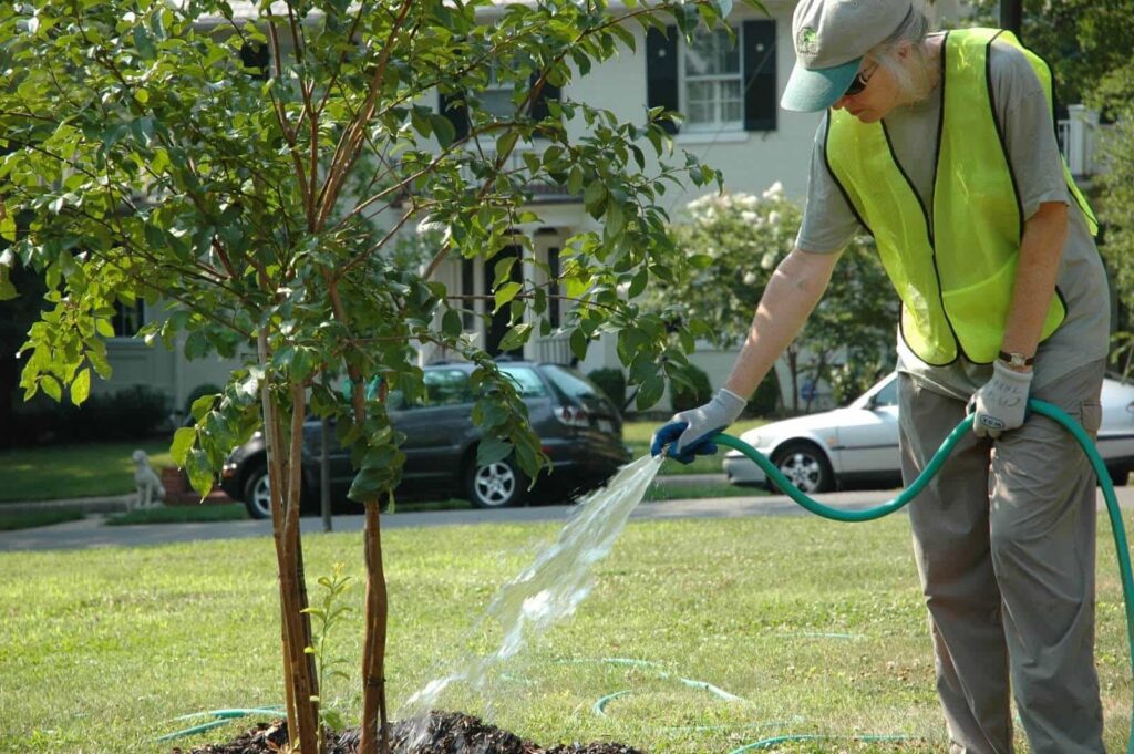 tree care