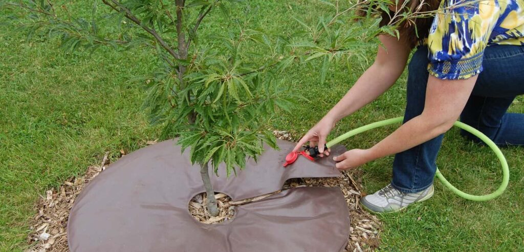 tree care