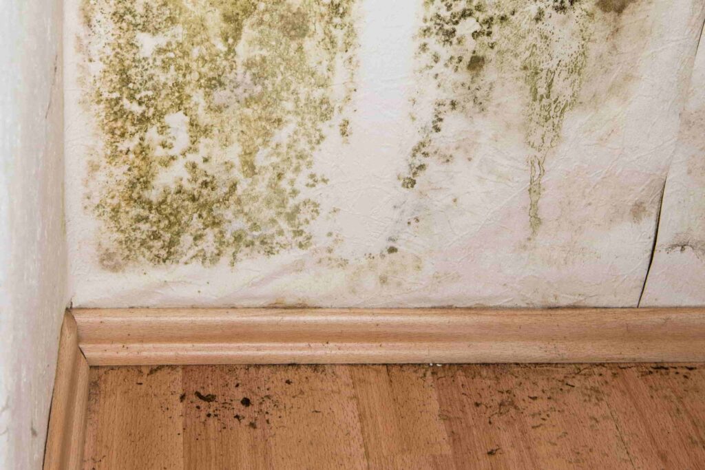 Tips For Getting Rid Of Mold