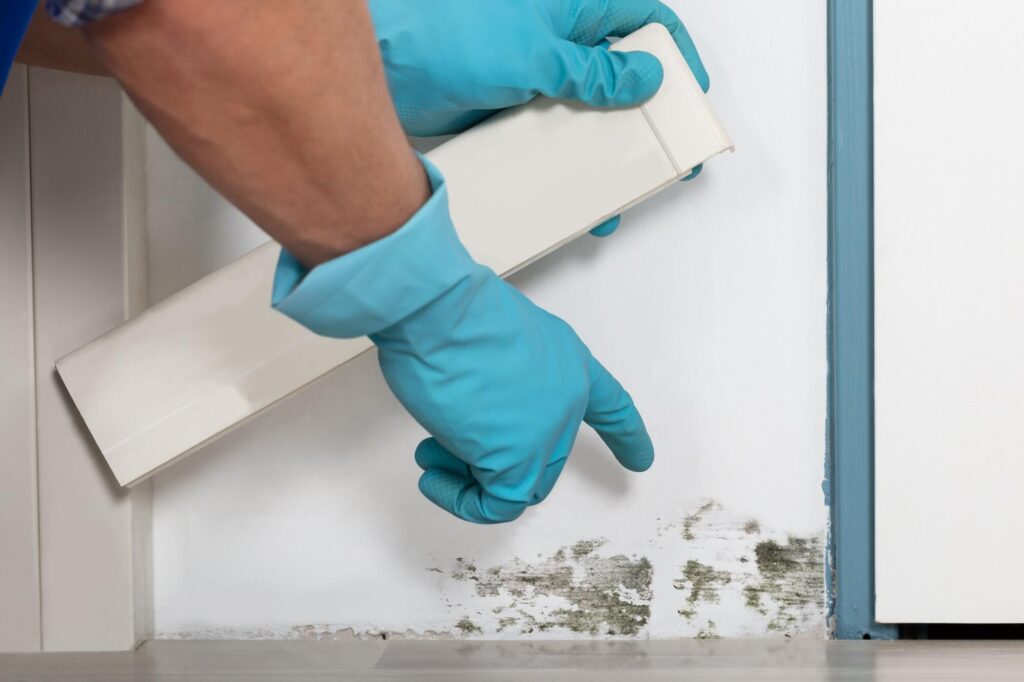 Tips For Getting Rid Of Mold