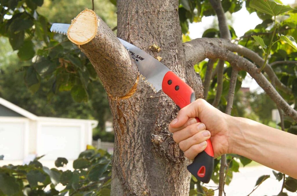 Tree Pruning