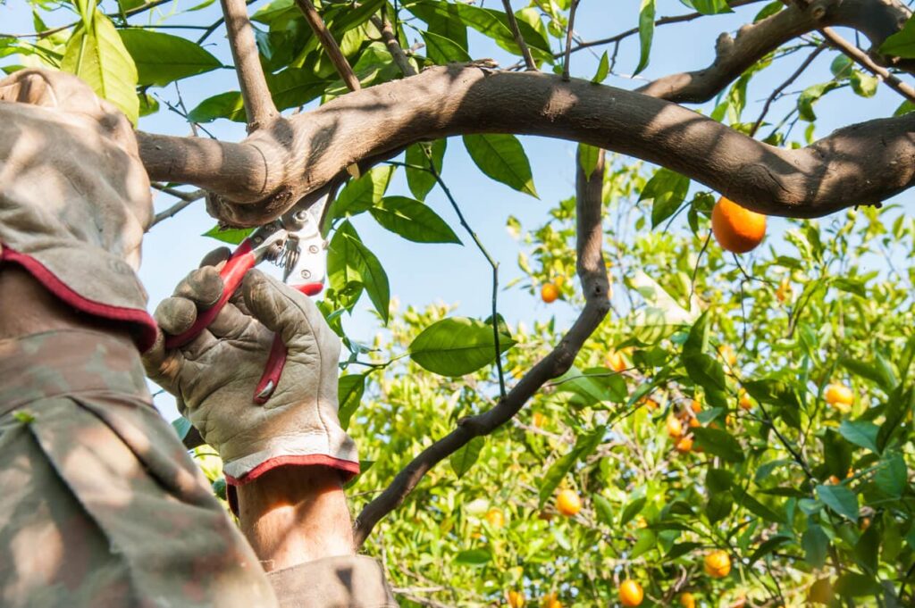 Tree Pruning