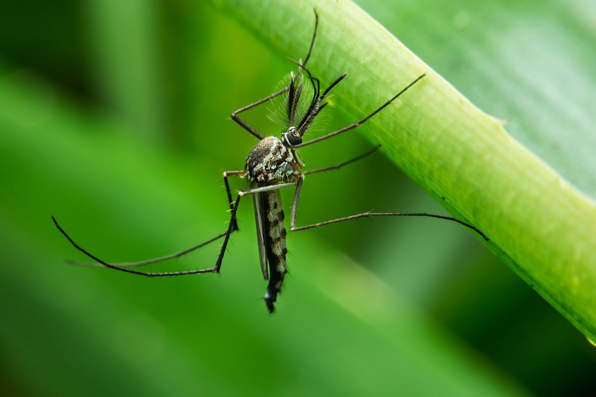 How to Deal with Swarms of Mosquitoes in Your Backyard?