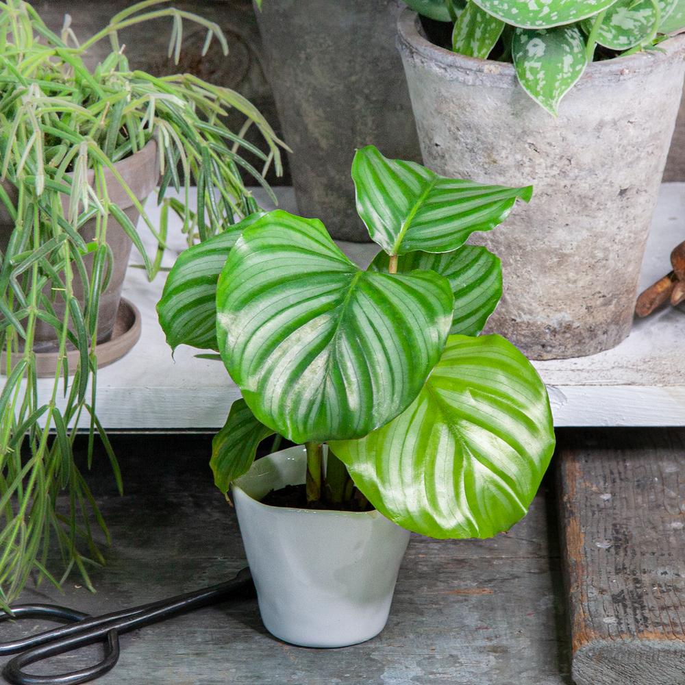 big leaves plant