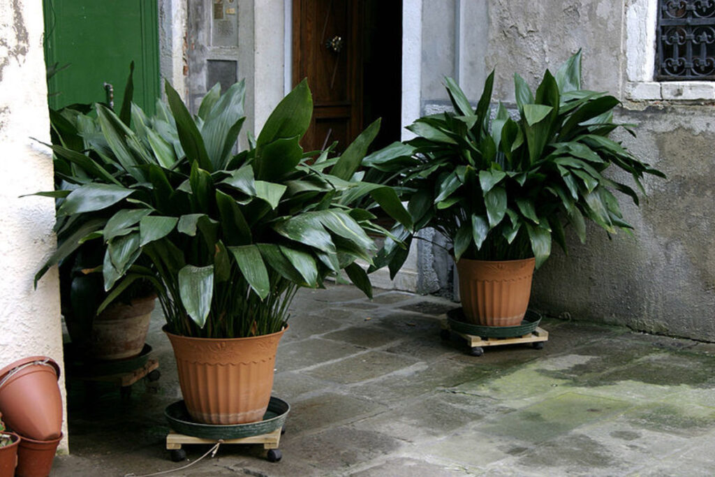 big leaves plant