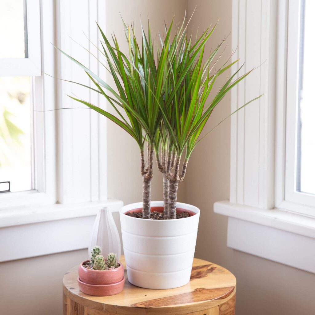 big leaves plant