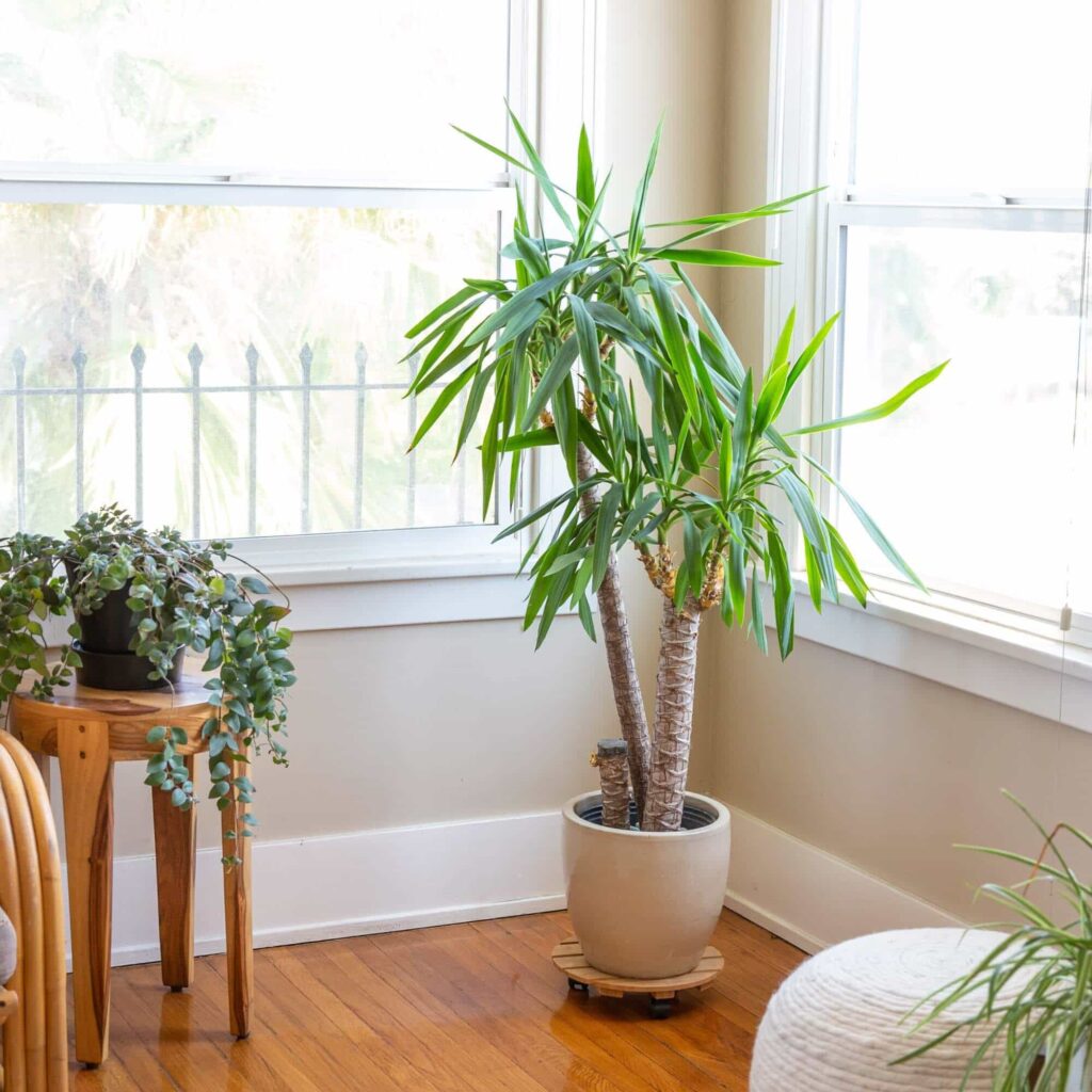 big leaves plant