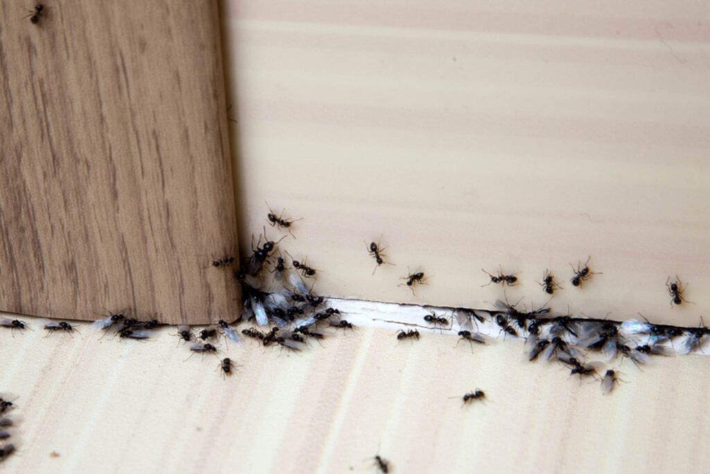 Get Rid of Ants 