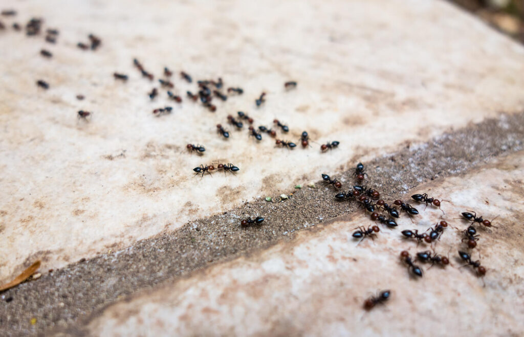 Get Rid of Ants 